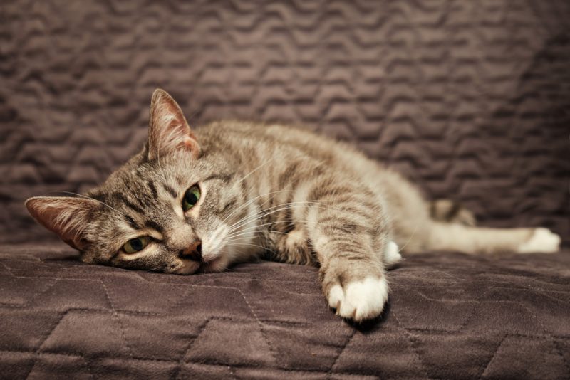 files/Sick-sad-cat-lying-on-the-bed_Zhuravlev-Andrey_Shutterstock-1-800x534.jpg
